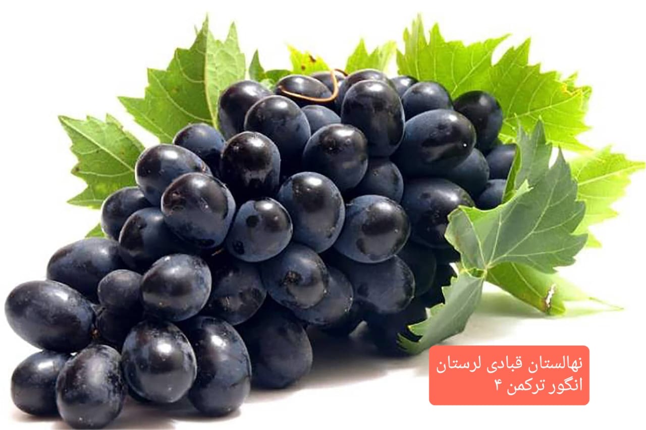 تولید و فروش نهال مثمر و غیر مثمر شناسنامه دار قبادی در خرم آباد