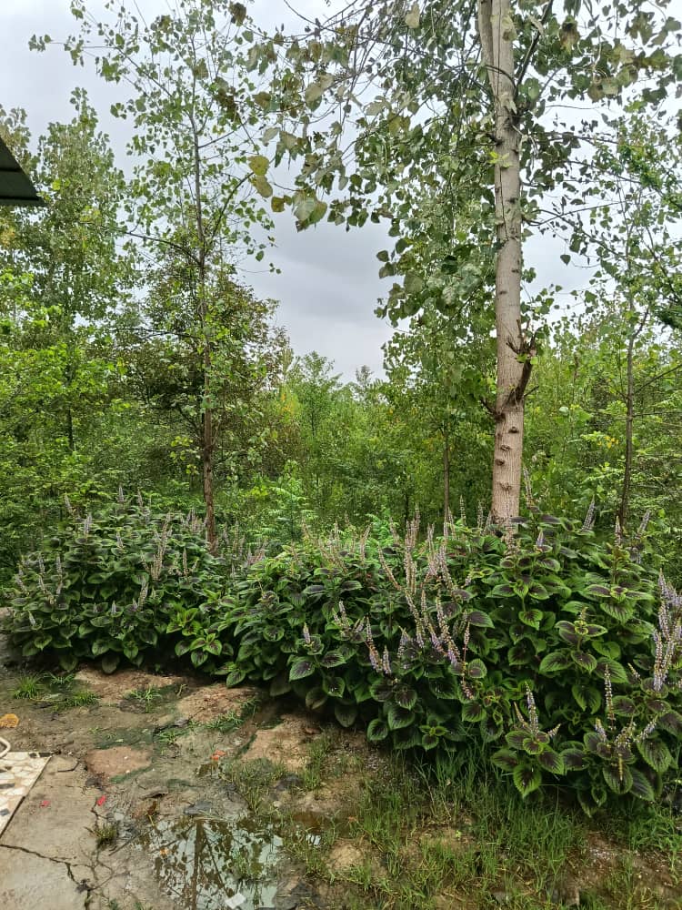 اجاره ویلای عزیزی در تالش