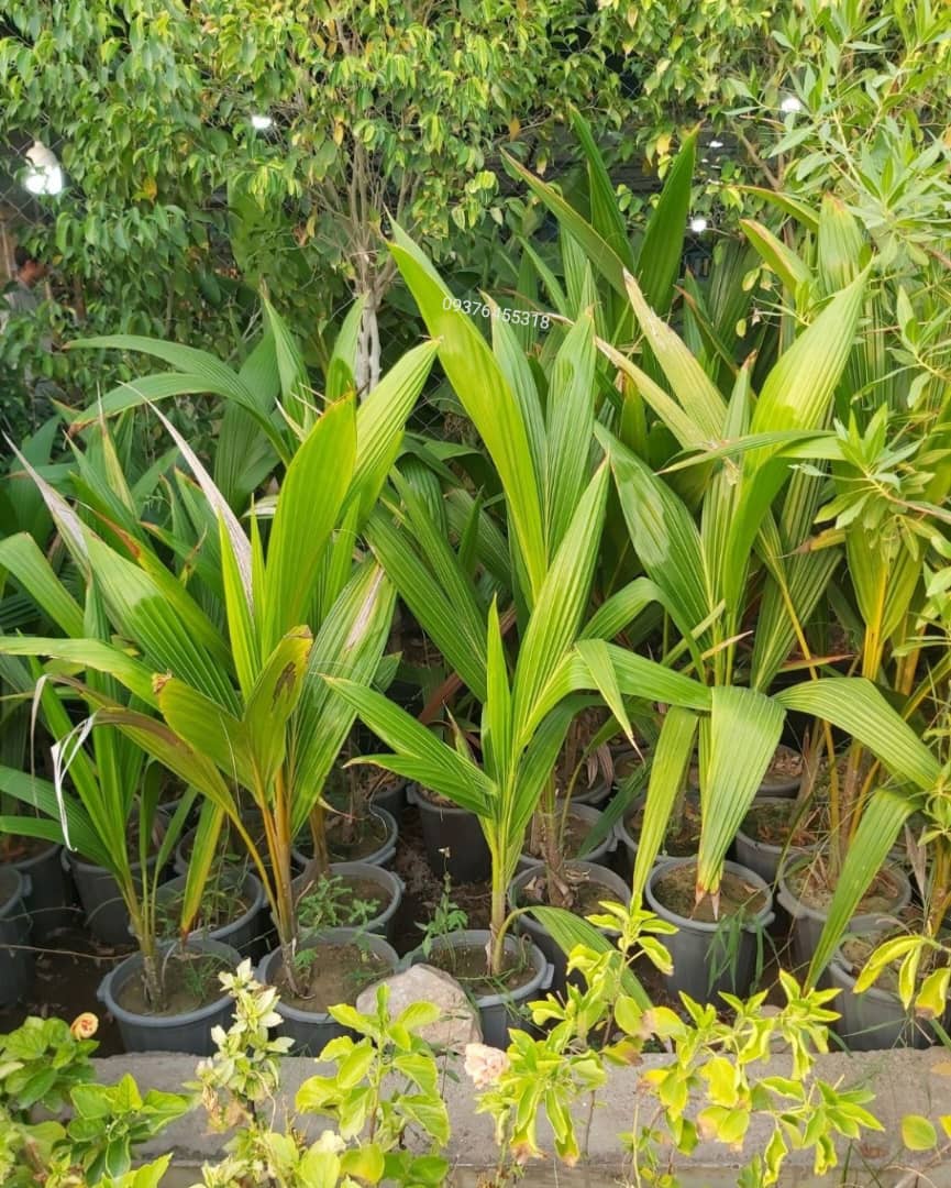 فروش نخل خرما ماهر نواصری اهواز