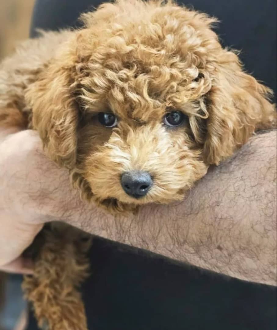 کلینیک دامپزشکی دکتر آساره در خرم آباد