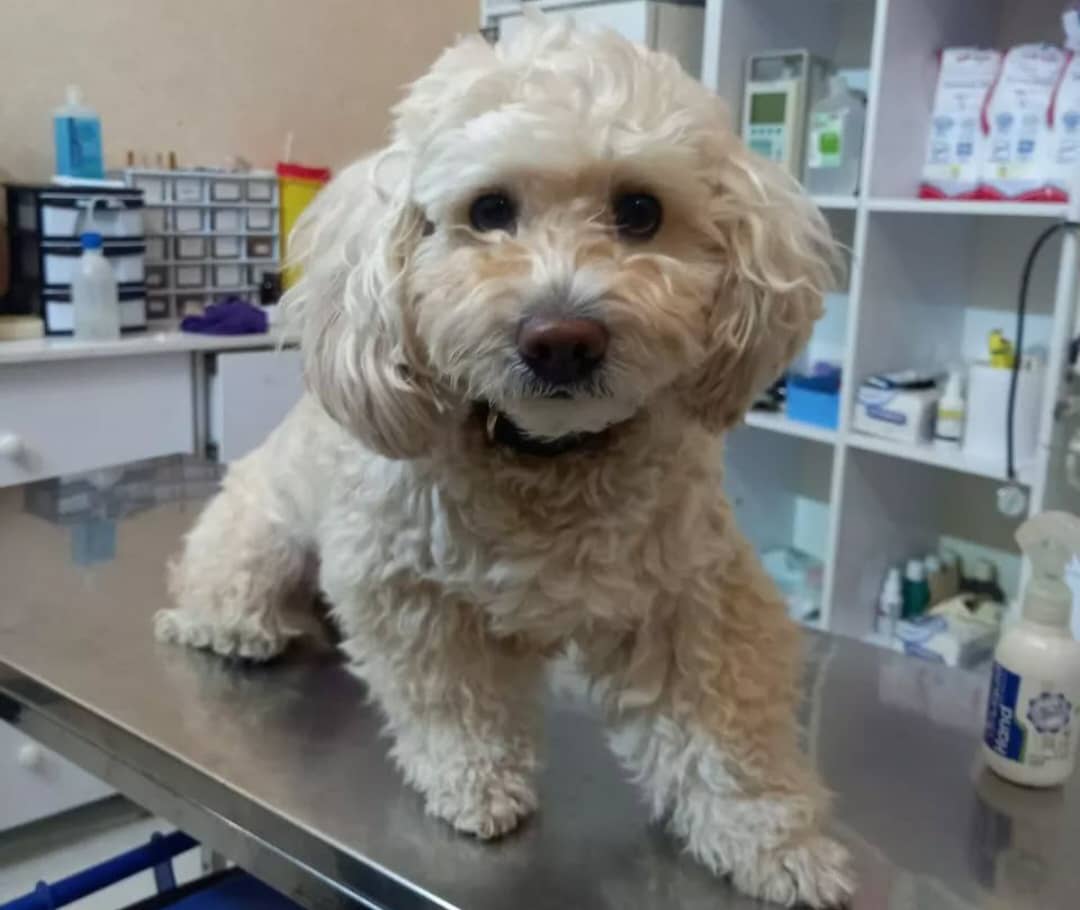 کلینیک دامپزشکی دکتر آساره در خرم آباد