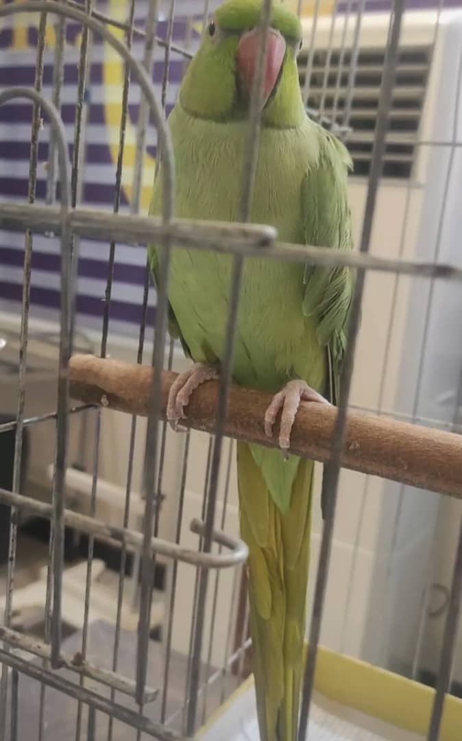 کلینیک دامپزشکی دکتر آساره در خرم آباد