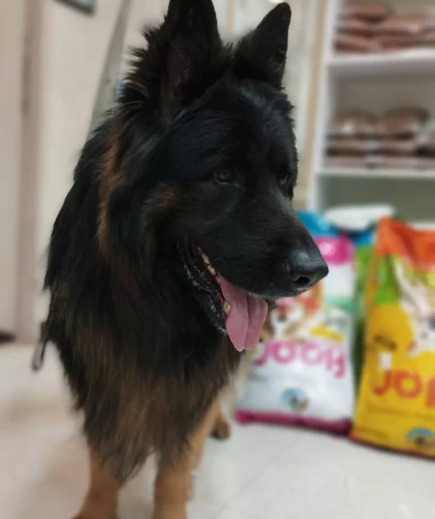 کلینیک دامپزشکی دکتر آساره در خرم آباد