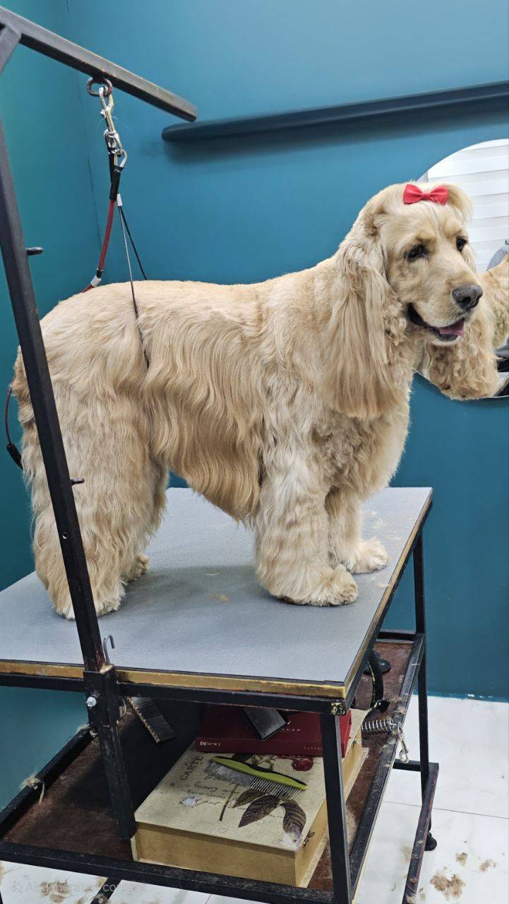 آموزشگاه آرایشگری حیوانات خانگی پاپی کات در رشت