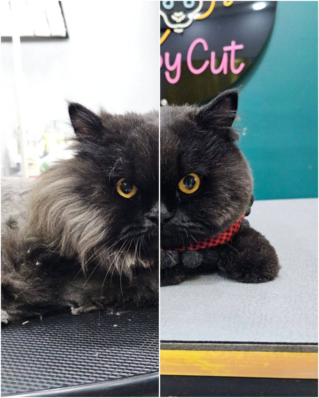 آموزشگاه آرایشگری حیوانات خانگی پاپی کات در رشت