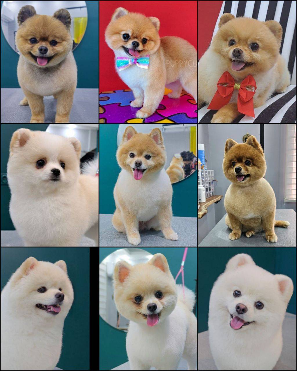 آموزشگاه آرایشگری حیوانات خانگی پاپی کات در رشت