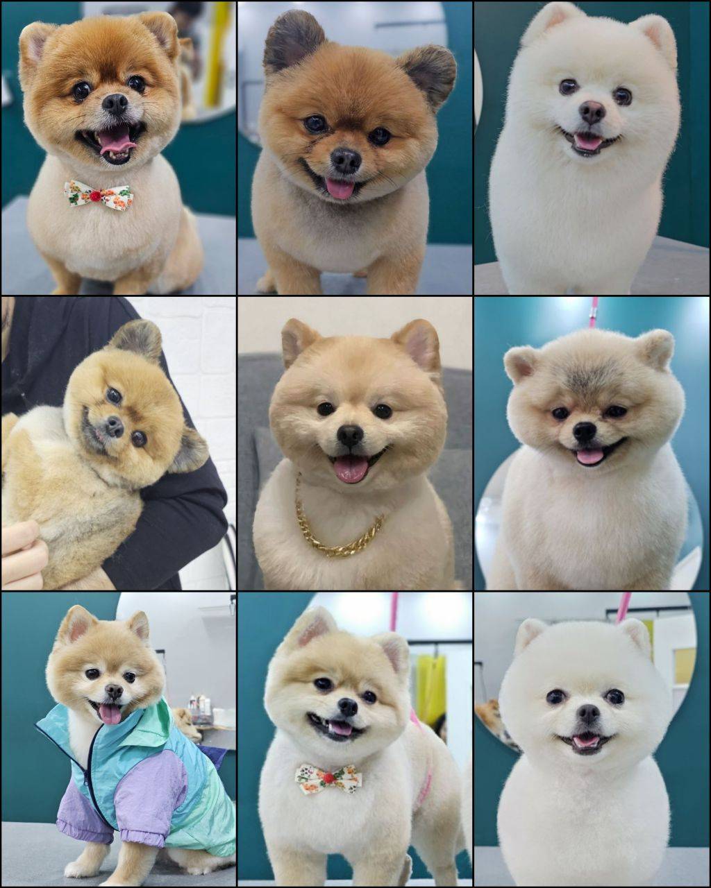 آموزشگاه آرایشگری حیوانات خانگی پاپی کات در رشت