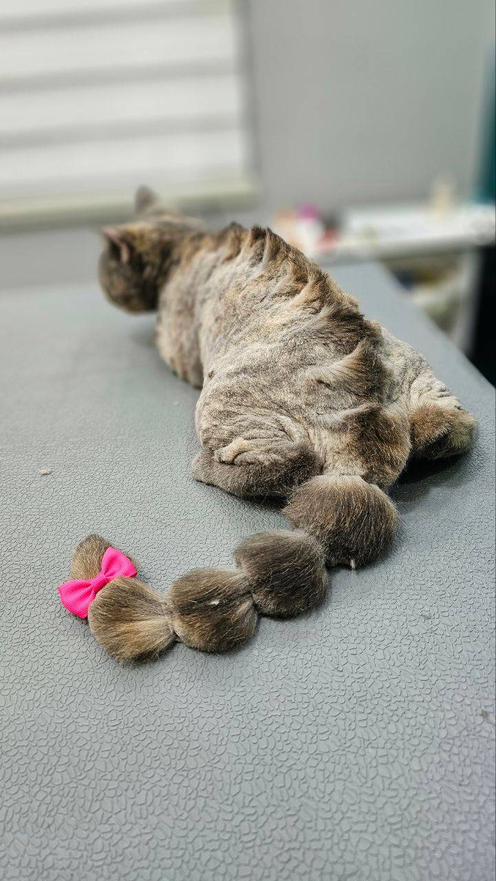 آموزشگاه آرایشگری حیوانات خانگی پاپی کات در رشت