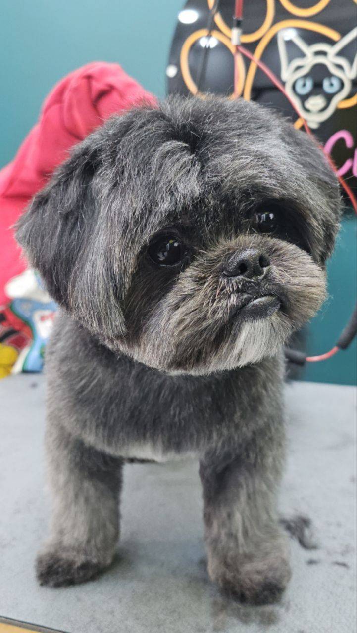 آرایشگر حیوانات خانگی سگ و گربه و خرگوش پاپی کات در رشت