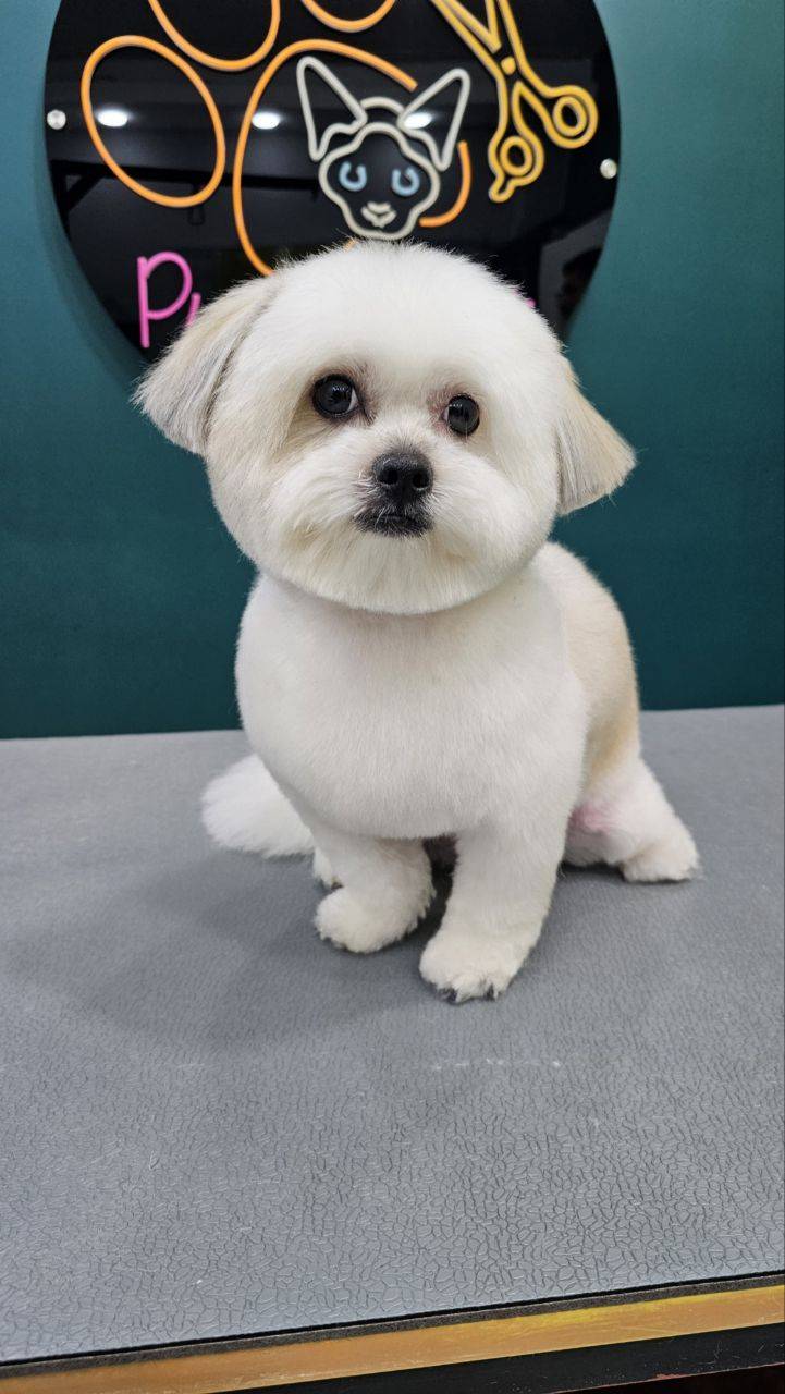 آرایشگر حیوانات خانگی سگ و گربه و خرگوش پاپی کات در رشت