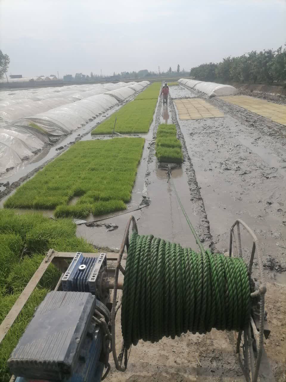 بانک نشا کمالی در آمل