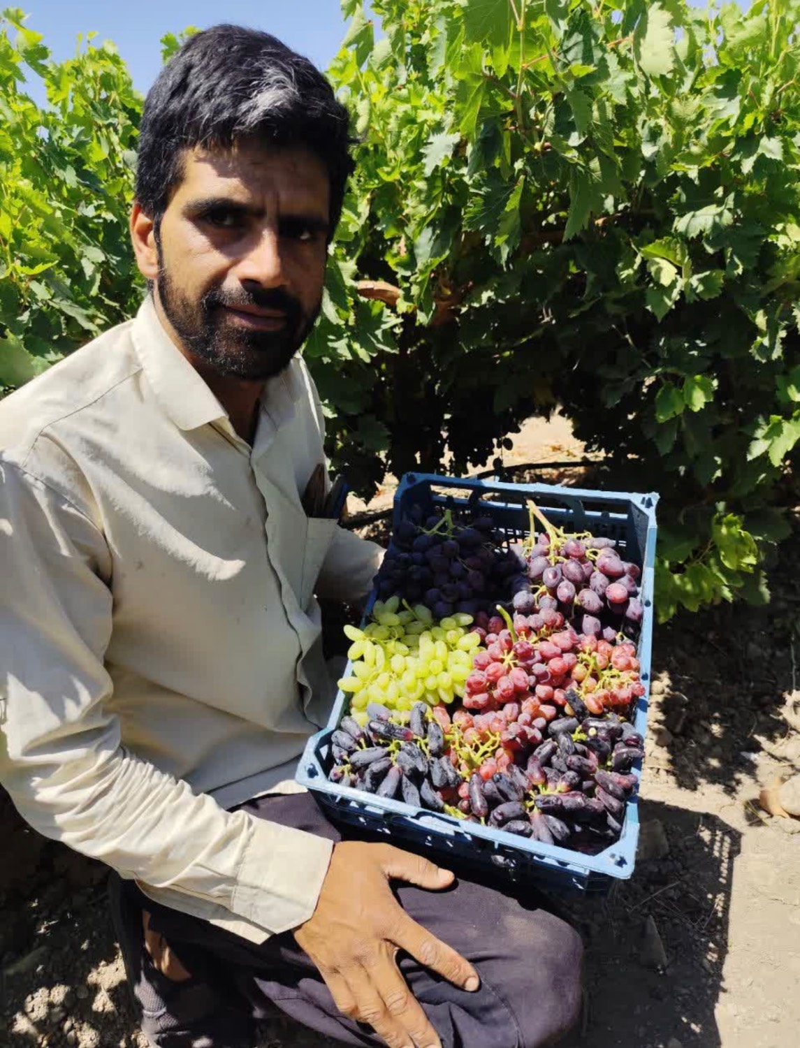 تولید و فروش نهال انگور محمدآبادی انگورکاران در کاشمر