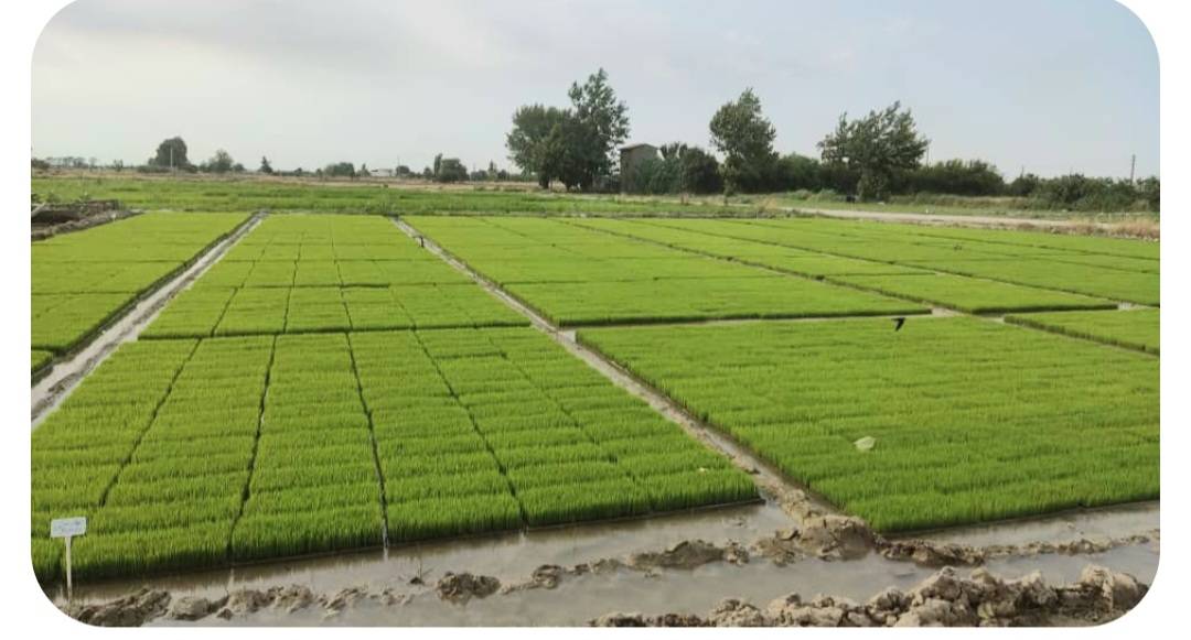 بانک نشا کمالی در آمل