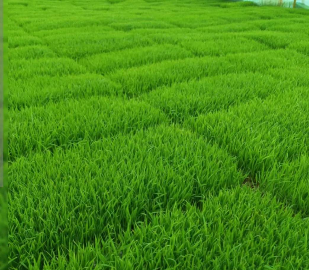 بانک نشا کمالی در آمل