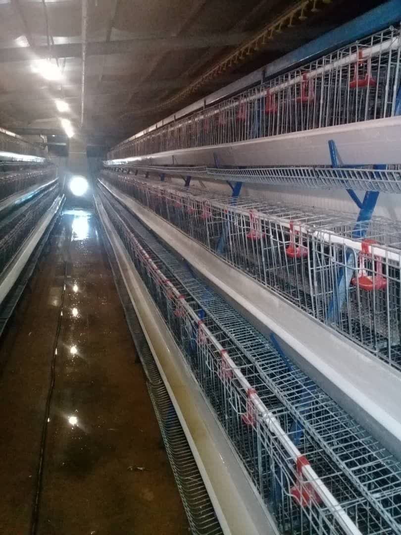 تولید فروش لوازم تجهیزات مرغداری دام طیور جوجه طلایی سرخوش در قزوین