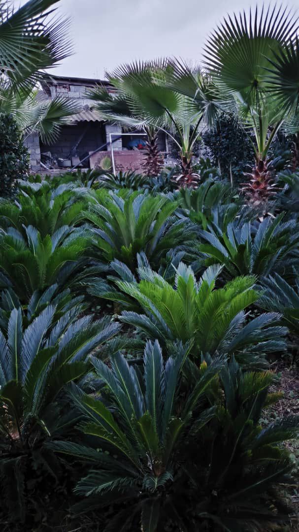 فروش عمده گل و گیاه باغی مجتمع یاس در کرمان