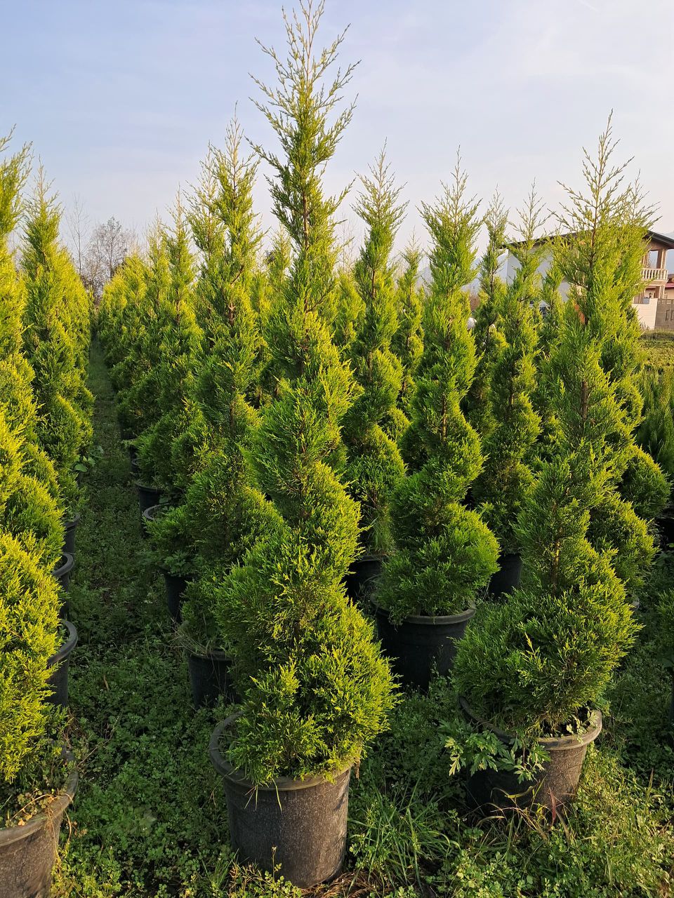 فروش عمده گل و گیاه باغی مجتمع یاس در کرمان