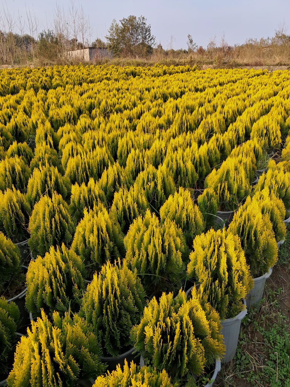 فروش عمده گل و گیاه باغی مجتمع یاس در کرمان