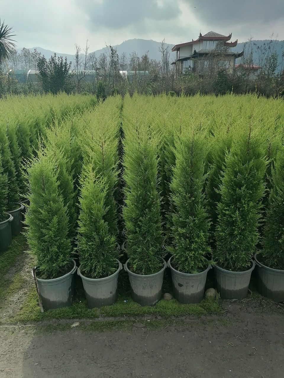 فروش عمده گل و گیاه باغی مجتمع یاس در کرمان