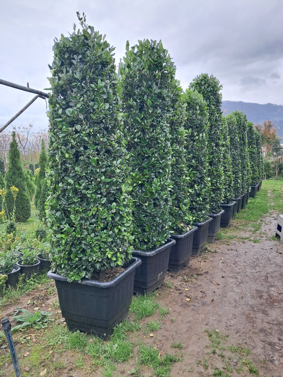 فروش عمده گل و گیاه باغی مجتمع یاس در کرمان