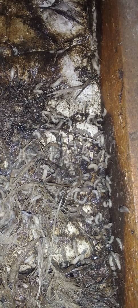 سم پاشی منازل نابودگر در رشت