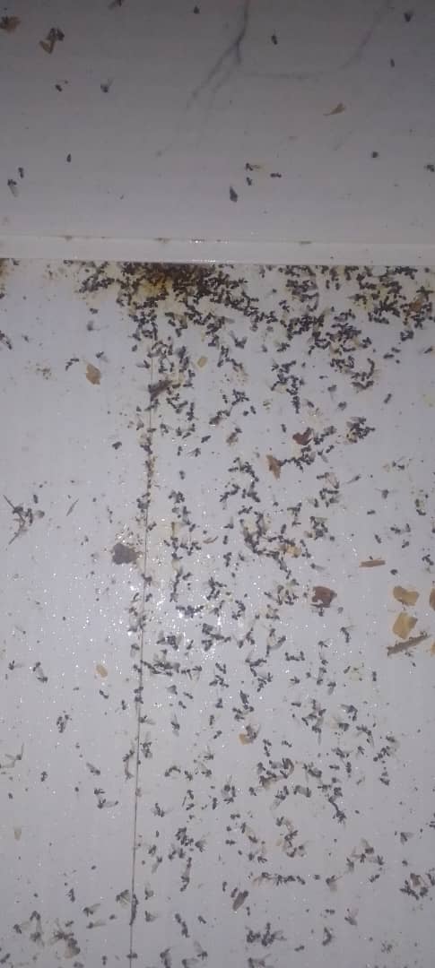 سم پاشی منازل نابودگر در رشت