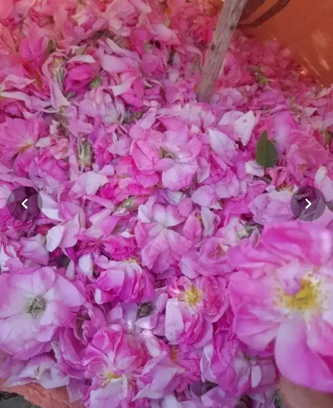 خشکبار میرزایی در کاشان