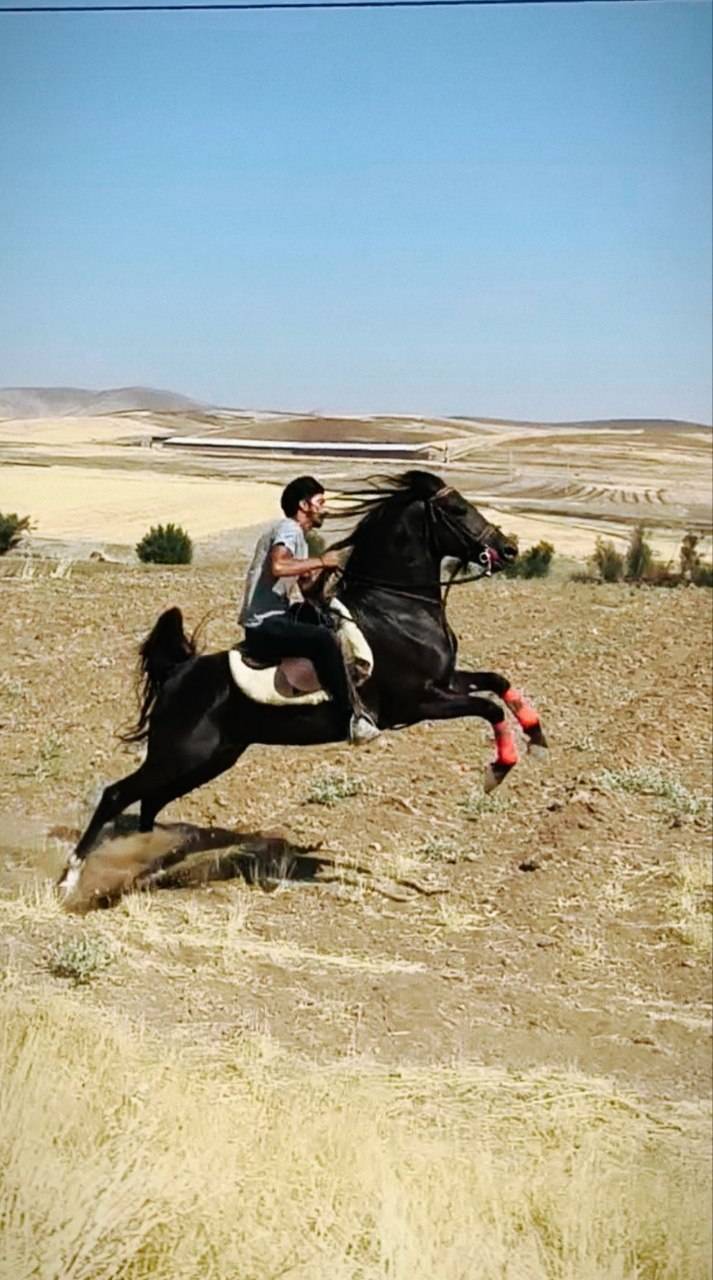 آموزش سوارکاری اسب عقاب به مدیریت آقای کریمی در اصفهان