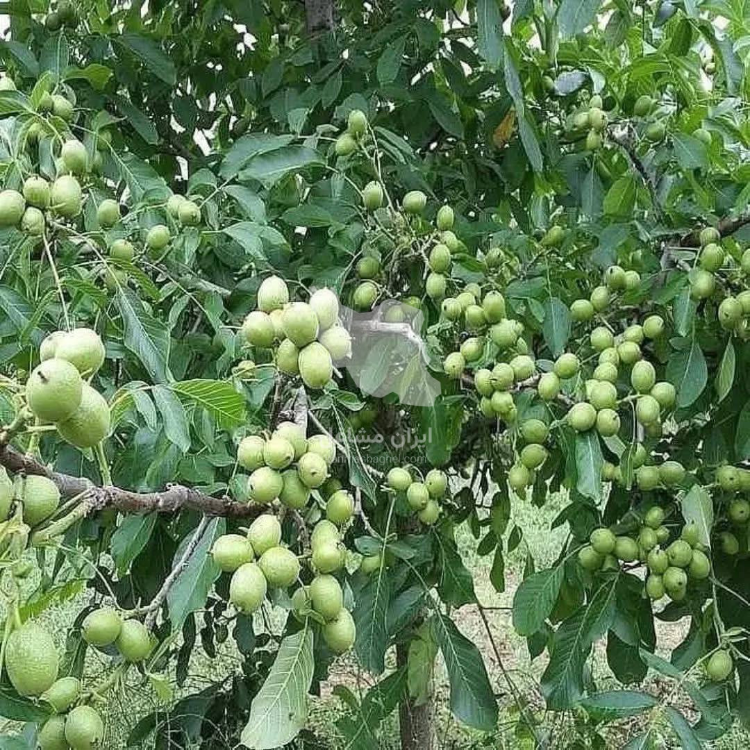 فروش عمده و خرده نهال سهند نهال یک مهندس محمدوش در میاندوآب