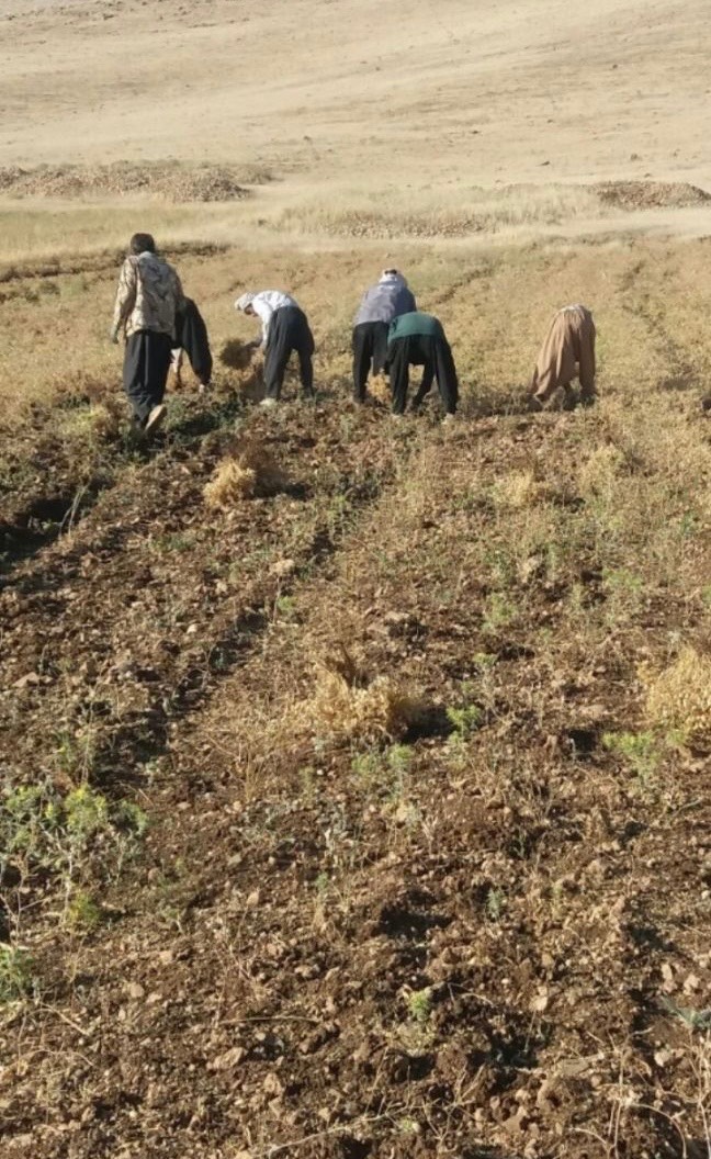 پیمانکار و سرکارگر امور کشاورزی مهندس سنجابی در کرمانشاه