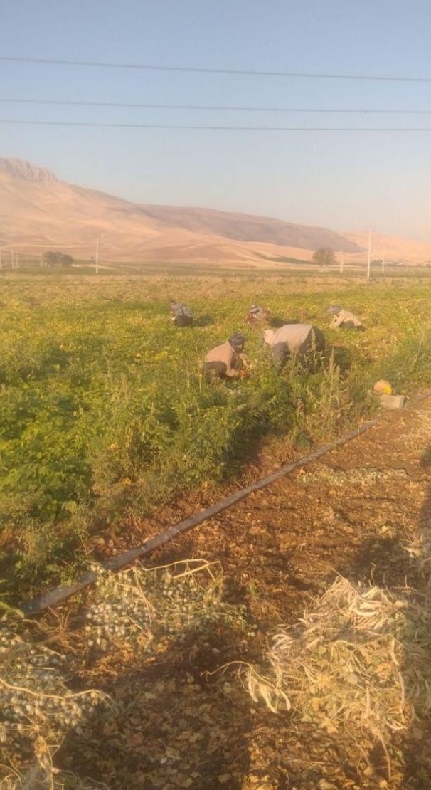 پیمانکار و سرکارگر امور کشاورزی مهندس سنجابی در کرمانشاه