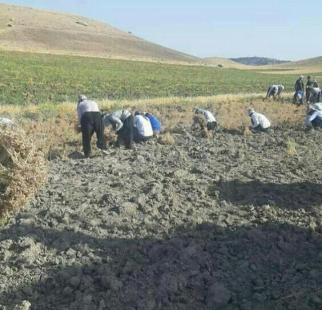 پیمانکار و سرکارگر امور کشاورزی مهندس سنجابی در کرمانشاه