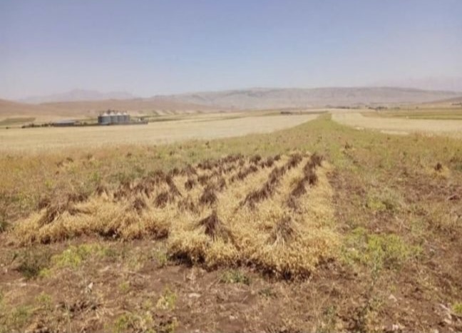 پیمانکار و سرکارگر امور کشاورزی مهندس سنجابی در کرمانشاه