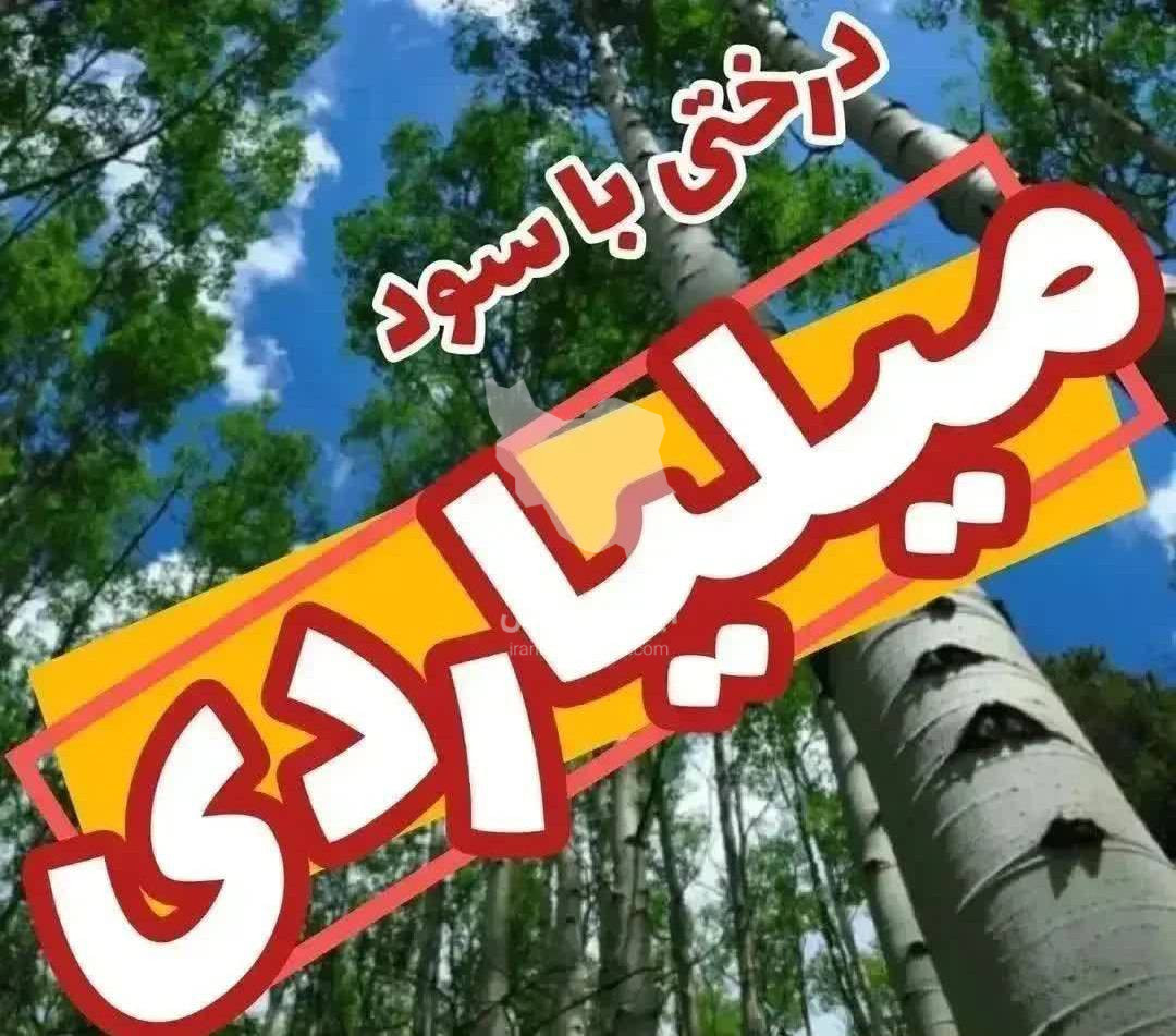 نهالستان برتر نهال پورفریدون در میاندوآب