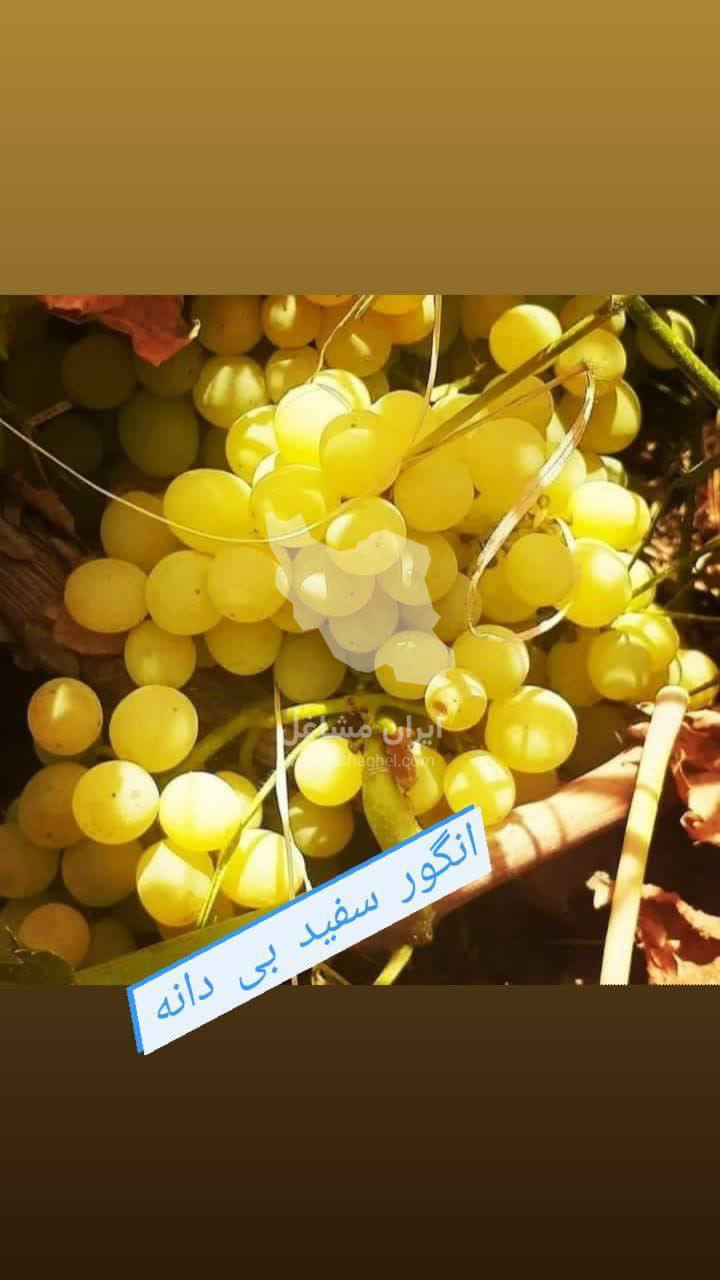 نهالستان برتر نهال پورفریدون در میاندوآب