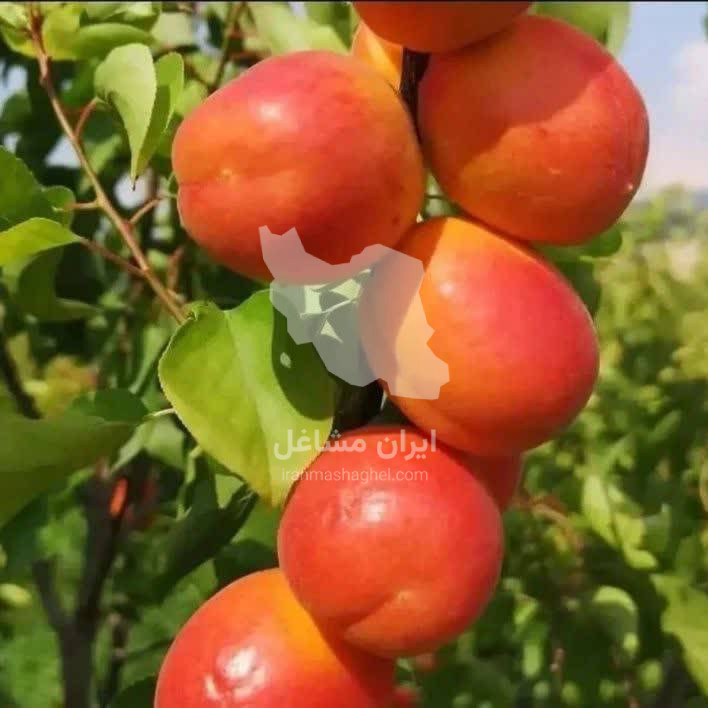 نهالستان برتر نهال پورفریدون در میاندوآب
