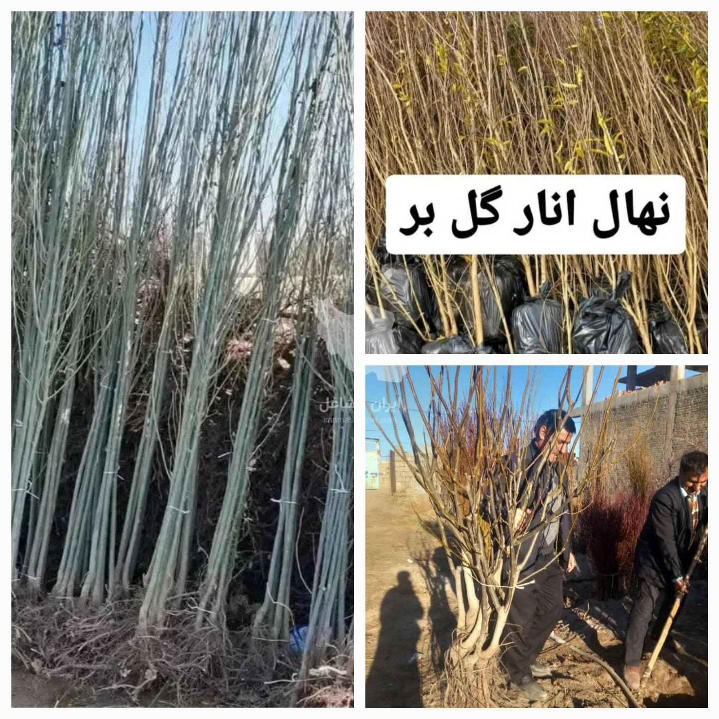 فروش عمده و خرده نهال سهند نهال یک مهندس محمدوش در میاندوآب