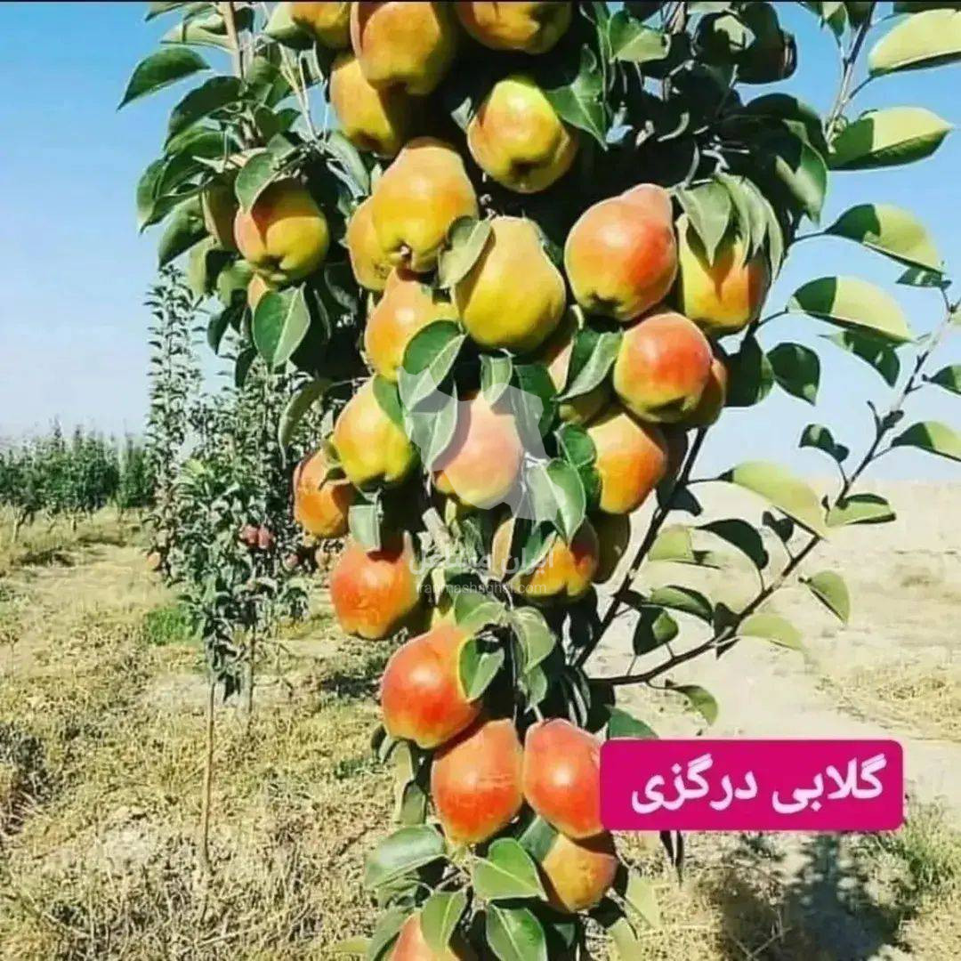 فروش عمده و خرده نهال سهند نهال یک مهندس محمدوش در میاندوآب