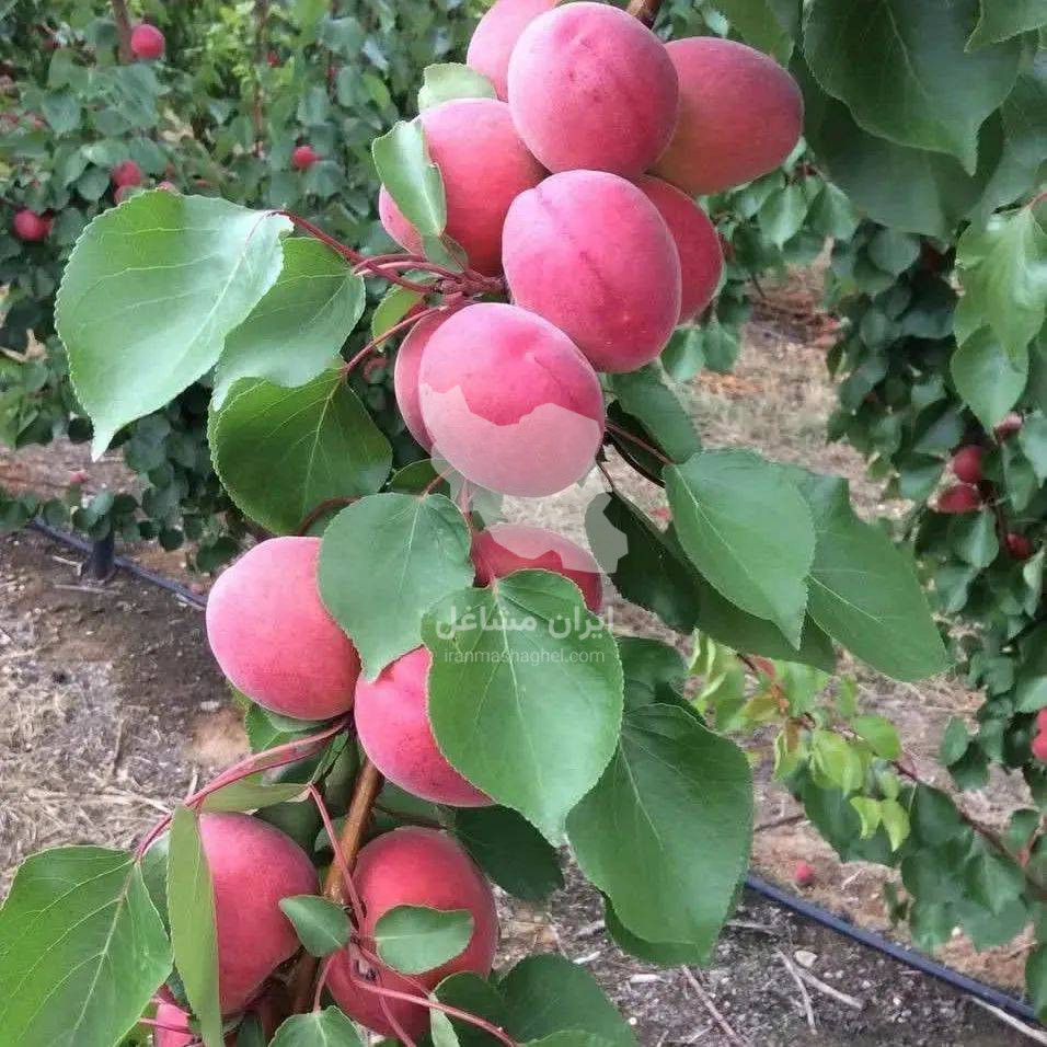 فروش عمده و خرده نهال سهند نهال یک مهندس محمدوش در میاندوآب