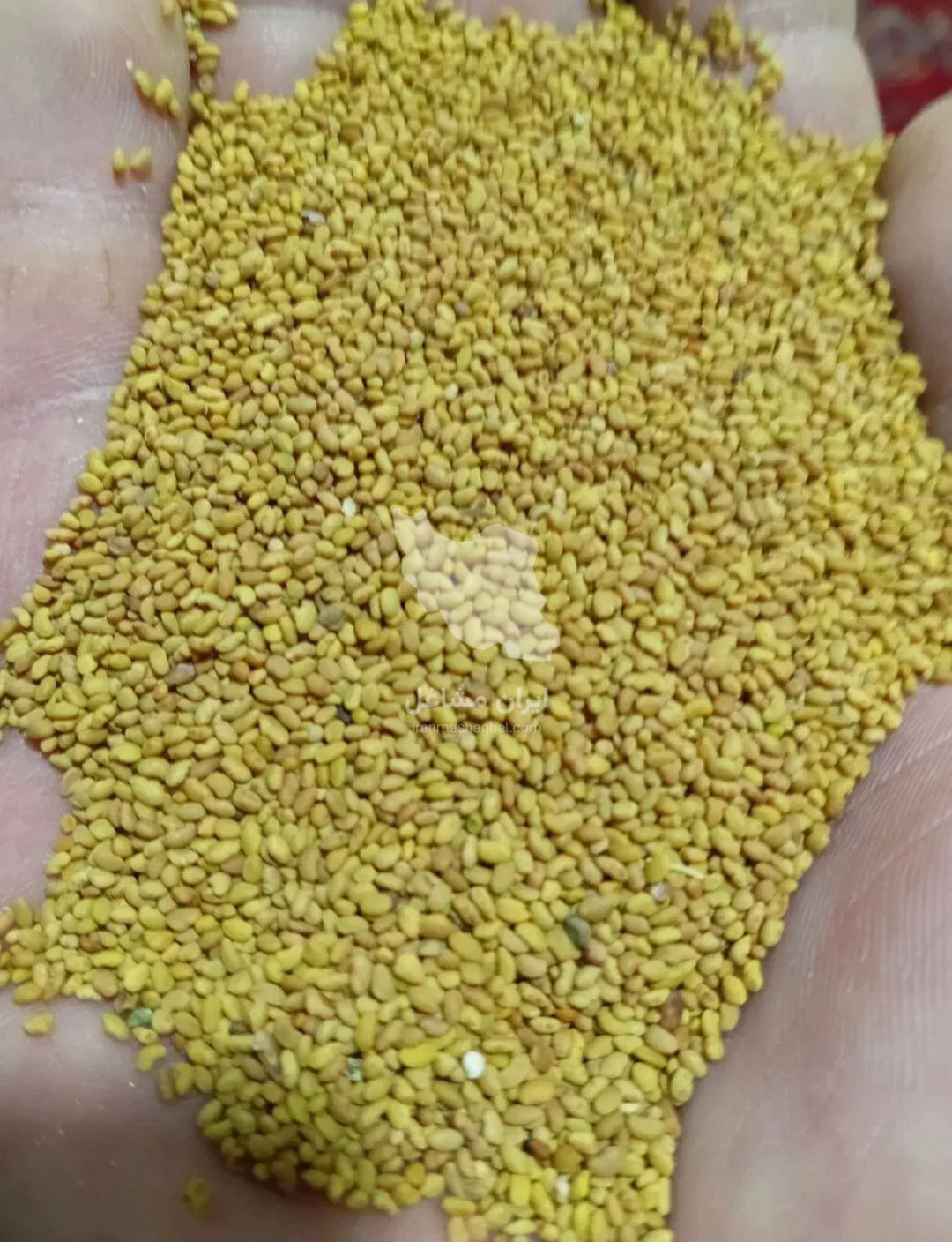 تولید و فروش بذر مخصوص مناطق سردسیری امن زاده در میاندوآب