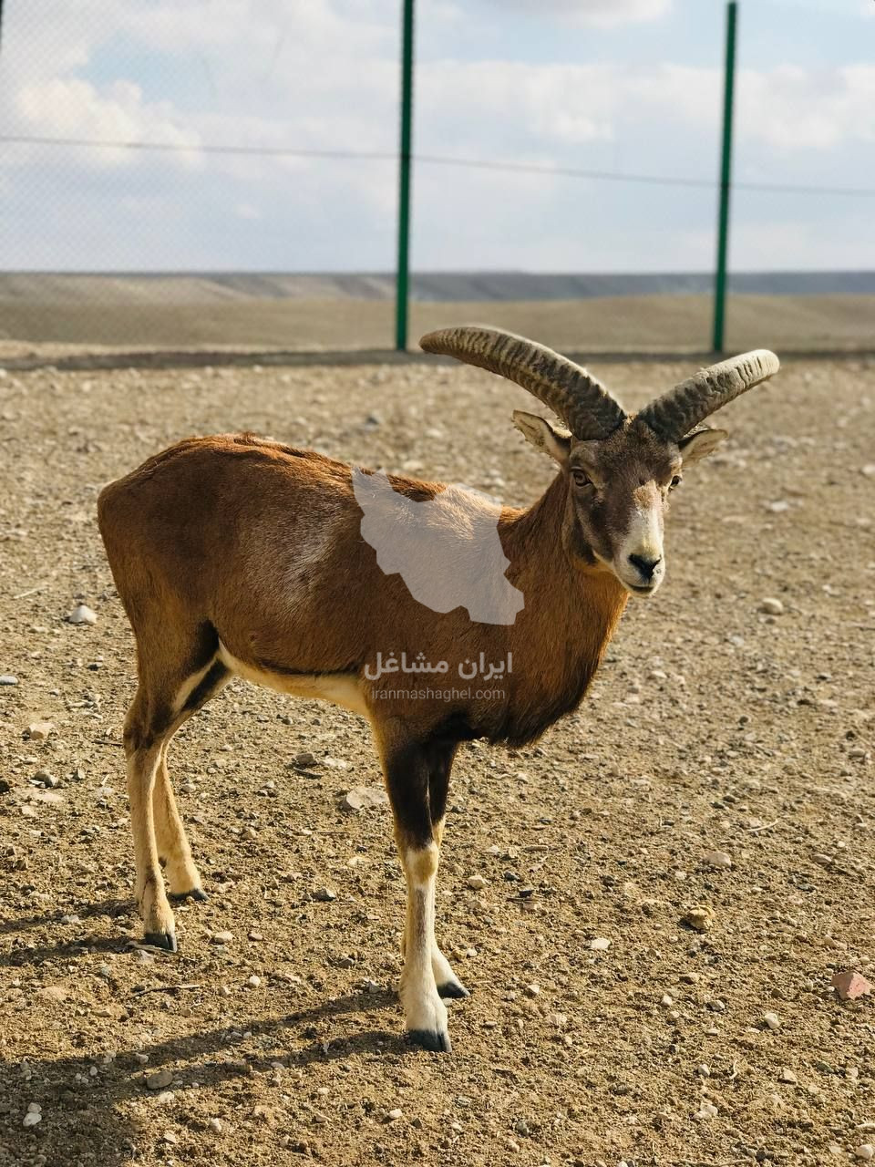 مشاور و پرورش دهنده حیوانات حیات وحش صمد نظمی در ماکو