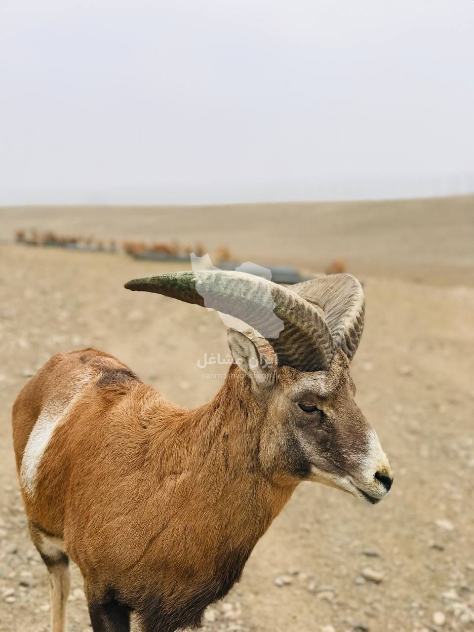 مشاور و پرورش دهنده حیوانات حیات وحش صمد نظمی در ماکو
