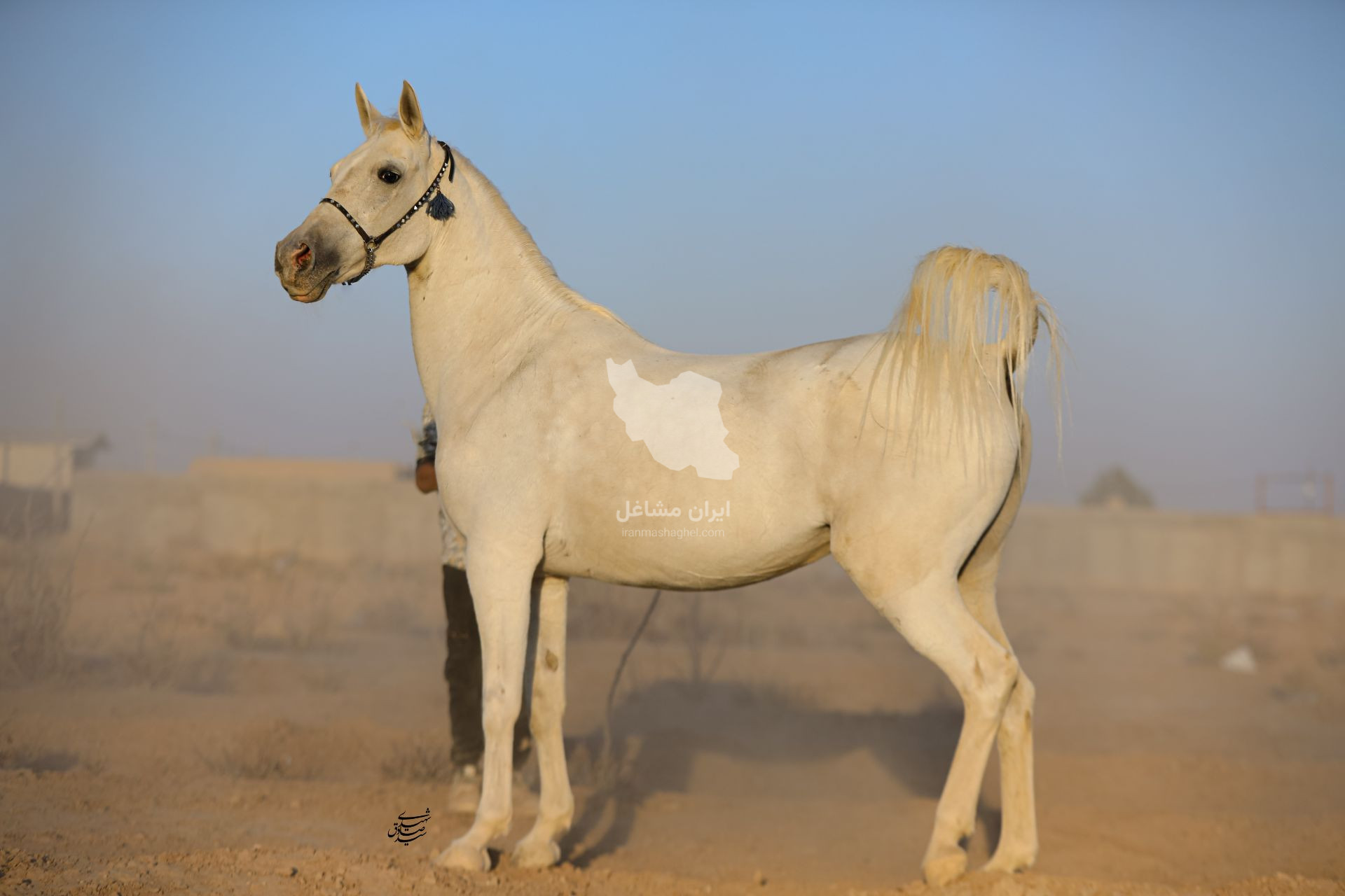 مرکز پرورش و نگهداری اسب پندار در سیرجان