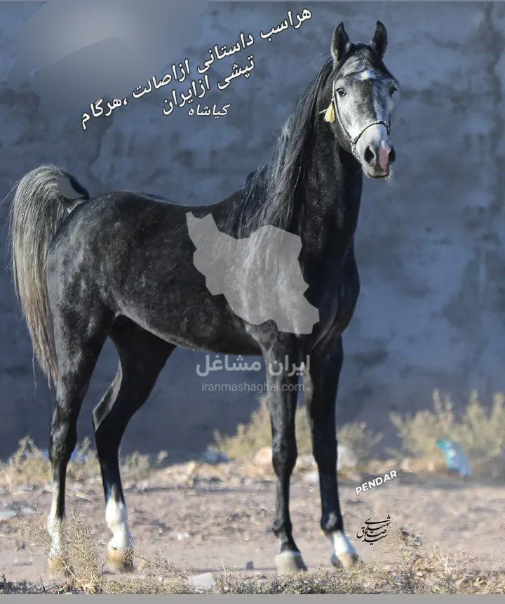 مرکز پرورش و نگهداری اسب پندار در سیرجان