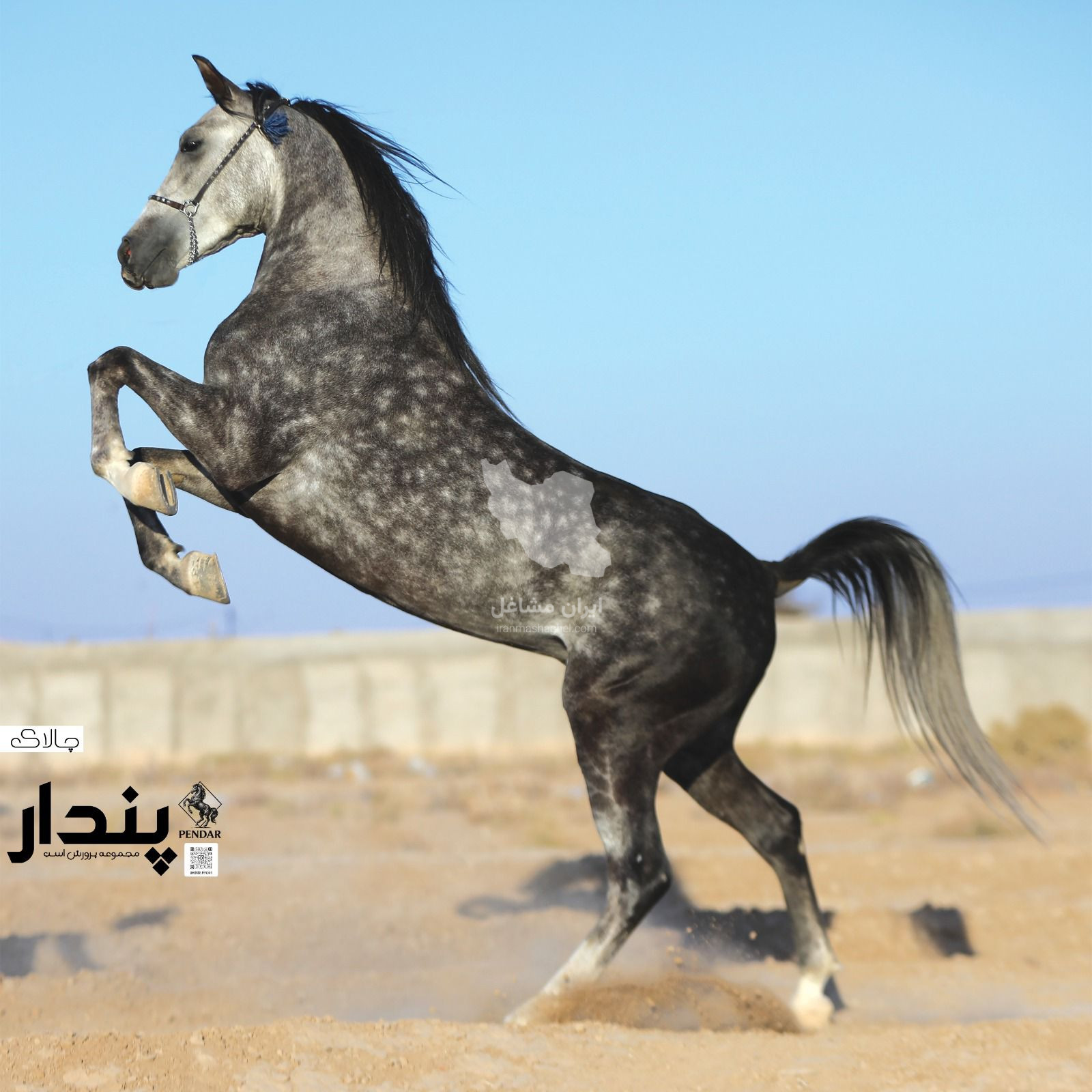 مرکز پرورش و نگهداری اسب پندار در سیرجان