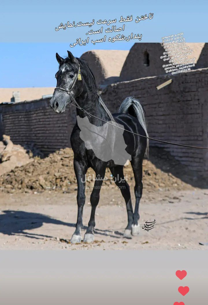 مرکز پرورش و نگهداری اسب پندار در سیرجان