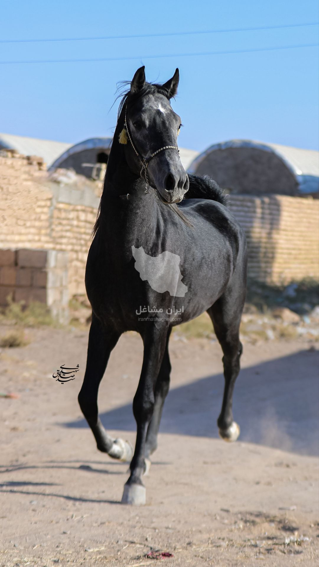 مرکز پرورش و نگهداری اسب پندار در سیرجان