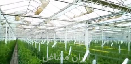 گلخانه سبز آریا اجرا و فروش سازه و تجهیزات گلخانه در اصفهان