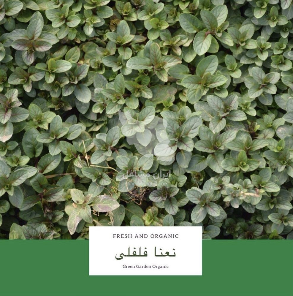 تولید و پخش سبزیجات خارجی گرین گاردن در کرج