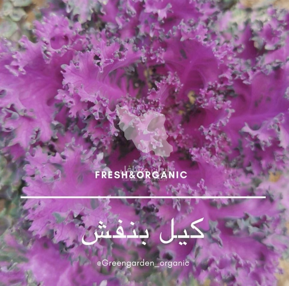 تولید و پخش سبزیجات خارجی گرین گاردن در کرج